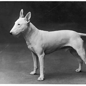 Bull Terrier / 1925