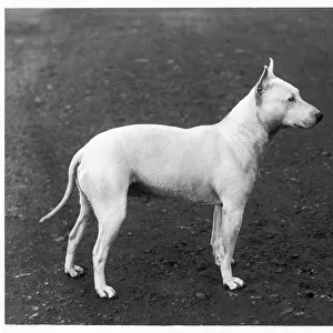 Early Bull Terrier / 1898