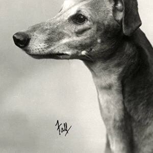 Fall / Greyhound / 1934