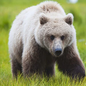Adult Brown Bear Walking Amongst Grasses, Hallo Bay, Katmai National Park, Southwestern Alaska