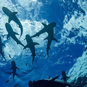 Blacktip Reef Sharks, Yap, Micronesia