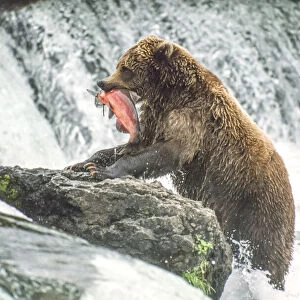 Brown bear standing on rocks eating salmon at Brooks Falls in Katmai National Park, Alaska, USA