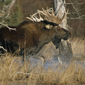Bull Moose Runs Through Water Spashling Captive Ak Sc Autumn