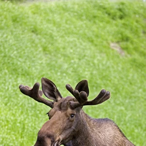 Bull Moose In Velvet Feeding On Spring Grass, Anchorage, Alaska Sc Summer