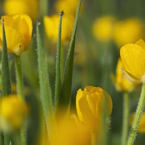 Buttercups Blooming; Astoria, Oregon, United States Of America