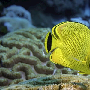 Butterflyfish on a coral reef, Micronesia
