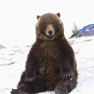 Captive: Grizzly During Winter Sits On Snow At The Alaska Wildlife Conservation Center, Southcentral Alaska