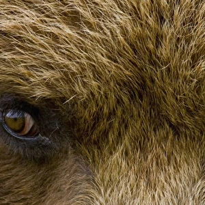 Close Up Of Brown Bears Eyes In Hallo Bay, Katmai National Park, Southwest Alaska, Summer