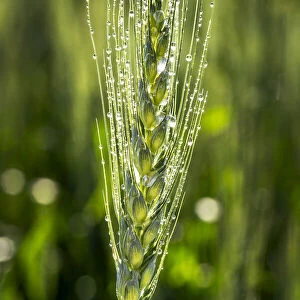 Close up of a green wheat head with dew drops, East of Calgary, Alberta, Canada