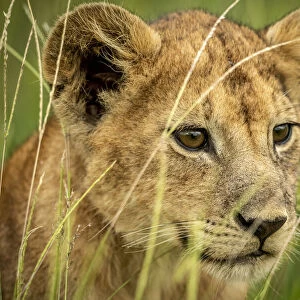 Close-up of lion cub looking through grass