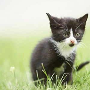 Close-up of Six Week Old Domestic Kitten (Felis silvestris catus) on Meadow in Early Summer, Upper Palatinate, Bavaria, Germany