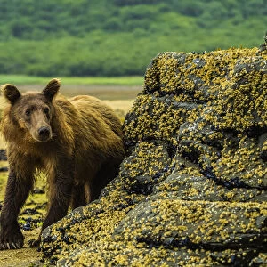Close-up of a young, Coastal Brown Bear (Ursus arctos horribilis) walking at low tide while digging for clams in Geographic Harbor; Katmai National Park and Preserve, Alaska, United States of America