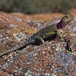 A Collared Lizard Suns On A Rock; Lawton, Oklahoma, United States Of America