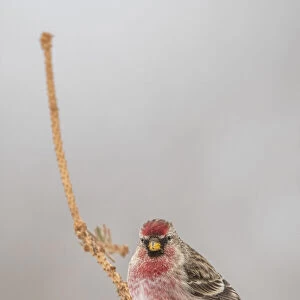 Common redpoll on a tree in winter