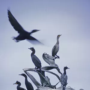 Cormorants Fly Above Driftwood, Grey Sky, Galiano Island, Bc