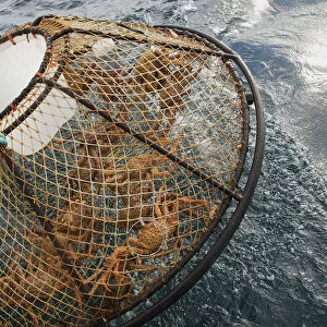 Crab Pot With Brown Crab Is Hauled Up Over The Side Of The F / V Morgan Anne During The Commercial Brown Crab Fishing Season In Icy Strait Of Southeast Alaska