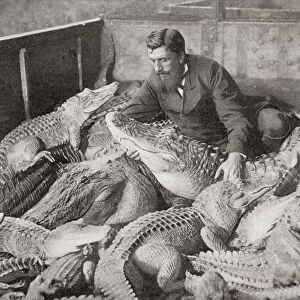 Crocodiles With Their Trainer In The Late 19Th Century. From The Living Animals Of The World, Published C. 1900