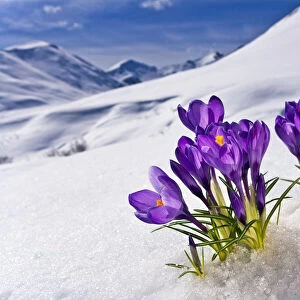 Crocus Flower Peeking Up Through The Snow. Spring. Southcentral Alaska