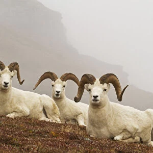 Dalls sheep (ovis dalli) rams resting on rocky ridge in alpine tundra in autumn, denali national park; Alaska, united states of america