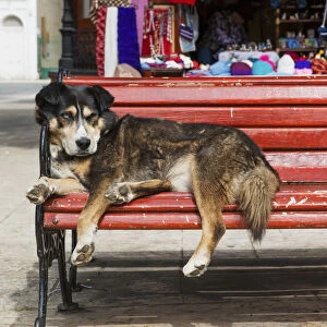 Dog Sleeping On A Red Bench; Punta Arenas, Magallanes, Chile