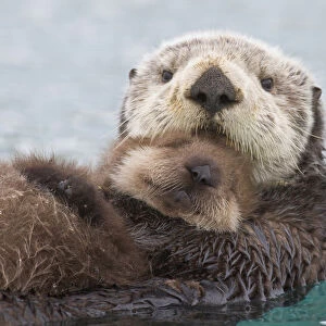 Female Sea Otter Holding Newborn Pup Out Of Water, Prince William Sound, Southcentral Alaska, Winter