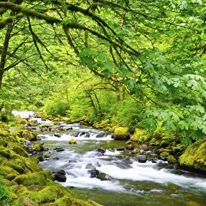 Flowing river in a lush forest in Columbia River Gorge, Oregon, USA