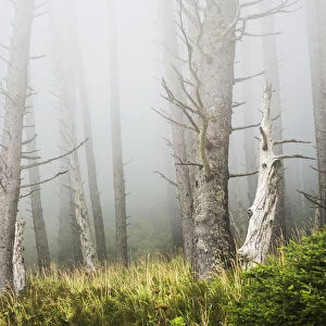 Fog In The Forest At Ecola State Park; Cannon Beach, Oregon, United States Of America