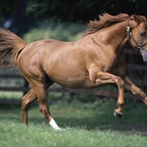 Galloping Thoroughbred Horse