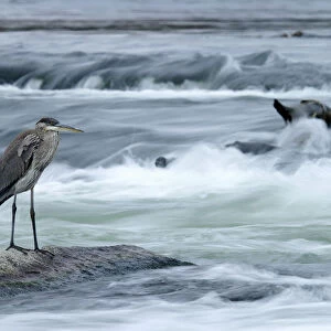 Great Blue Heron Hunting In A River, Coteau-Du-Lac, Quebec, Canada