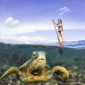 Green sea turtle and SUP surfer, Hawaii