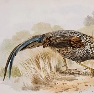 The Grey Jungle Fowl, Or Sonnerats Junglefowl, Gallus Sonnerati