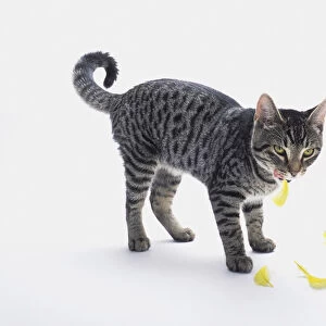 Grey tabby cat licking his lips as yellow bird feathers fall to his feet; Vancouver british columbia canada
