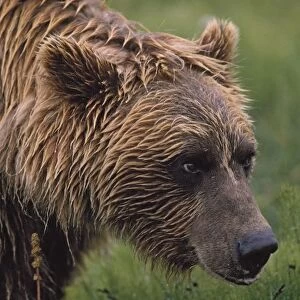 Grizzly Bear Wet From Rain