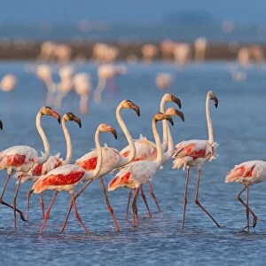 Group of Greater Flamingos (Phoenicopterus roseus) Wading in Water, Saintes-Maries-de-la-Mer, Parc naturel regional de Camargue, Languedoc Roussillon, France