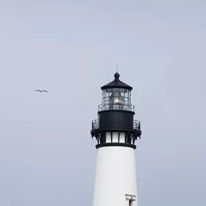 A Gull Flies Past The Lighthouse At Yaquina Head; Newport, Oregon, United States Of America