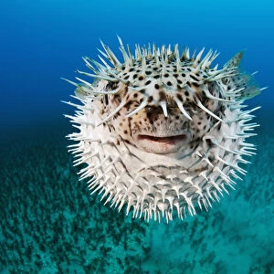 Hawaii, The spotted porcupinefish (Diodon hystrix) floating in deep blue pacific waters