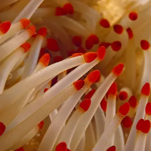 Hawaii, Starfish Close-Up, Detail Of Tentacles
