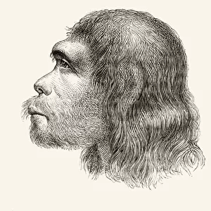Head Of A Neanderthal Man. Illustration From A 19Th Century Reconstruction. From Nuestro Siglo, Published Barcelona 1883