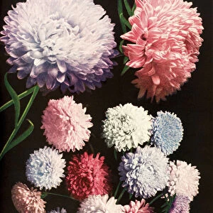 Historic Illustration Of Hendersons Aster Flowers From Seed Catalog From The 20th Century