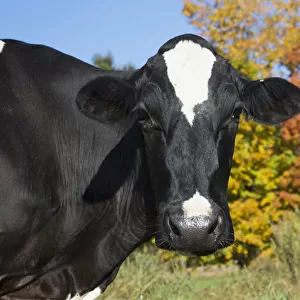 Holstein Dairy Cow In Autumn Pasture; Salem, New York, United States Of America