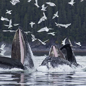Humpback Whales Bubble Net Feeding For Herring In Chatham Strait, Tongass National Forest, Inside Passage, Southeast Alaska, Summer