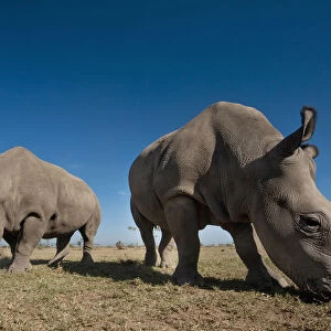Kenya, Great Northern White Rhinos in Ol Pejeta Conservancy; Laikipia Country