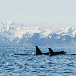 Killer Whale, Or Orcas, Orcinus Orca, Pod In Traveling In Resurrection Bay, Kenai Fjords National Park, Outside Seward, Southcentral Alaska, Spring