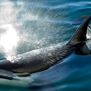 A killer whale shoots water out of its blowhole