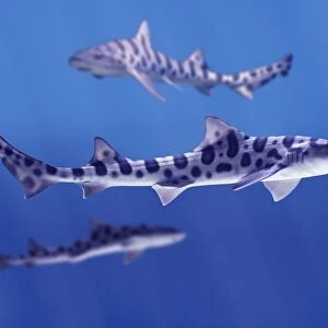 Leopard Sharks (Triakis Semifasciata)
