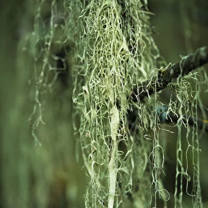 Lichen Hangs From A Tree; Corvallis, Oregon, United States Of America