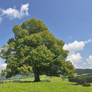 Lime Tree in Summer, Bavaria, Germany