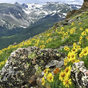 Mountains with wild, yellow sunflowers, Rocky Mountain National Park, Colorado, USA