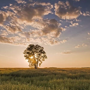 Oat field and cottonwood tree at sunset