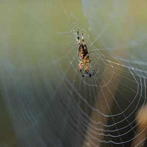 An Orb Weaver Spider (Araneus Diadematus) Tends Her Web; Astoria, Oregon, United States Of America